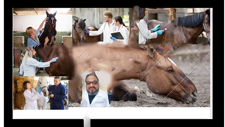 horse colic what can we do